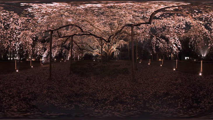薄闇に仰ぐ しだれ桜の妖艶：1枚目