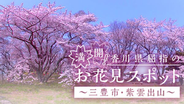 満開！香川県屈指のお花見スポット ～三豊市・紫雲出山～