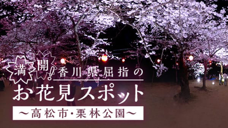 満開！香川県屈指のお花見スポット ～高松市・栗林公園～