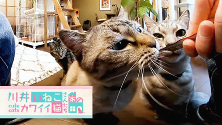 ＃6 液状タイプのおやつに集まる猫ちゃん達 / 川井いねこさん家のカワイイ猫たち