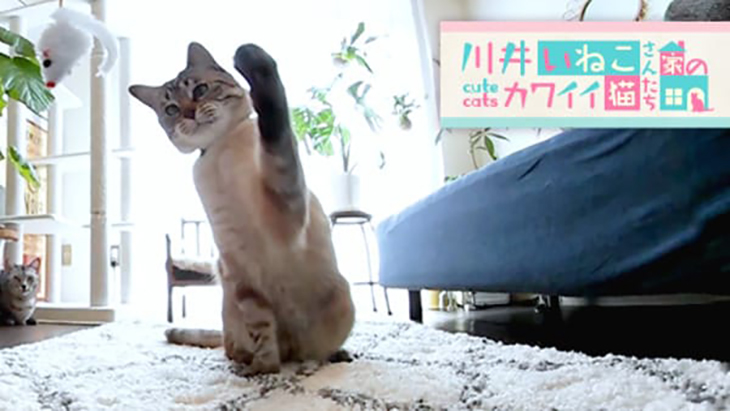 ＃7 ねずみ型の猫じゃらしにパンチ！ / 川井いねこさん家のカワイイ猫たち