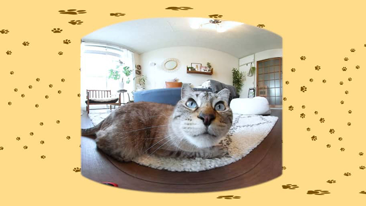 ＃8 絨毯の上でくつろぎタイム / 川井いねこさん家のカワイイ猫たち：2枚目