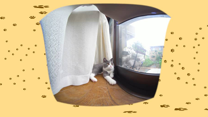 ＃7 カーテンの裏で休憩 / カワイイ♂ネコ ひのでくんを愛でるCh（ちゃんねる）：2枚目