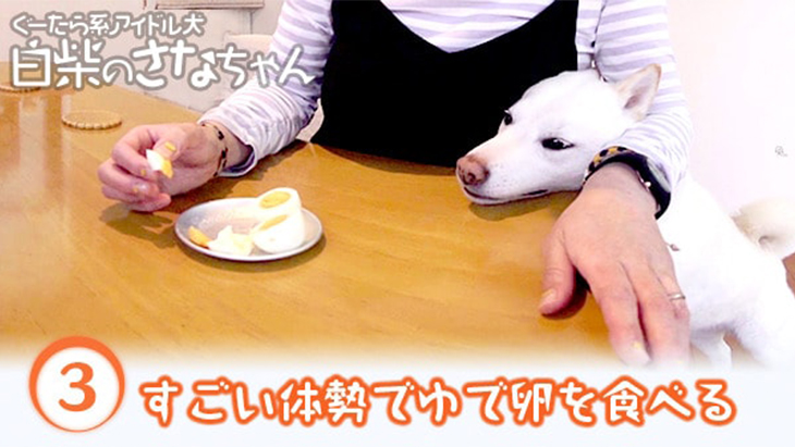 ＃3 すごい体勢でゆで卵を食べるさなちゃん / ぐーたら系アイドル犬 白柴のさなちゃん