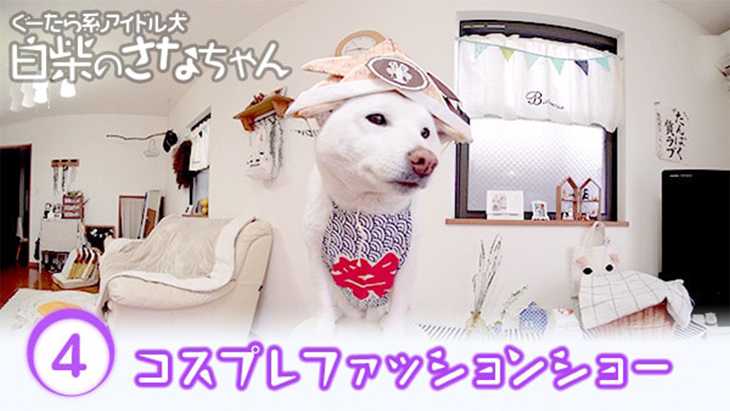 ＃4 コスプレファッションショー / ぐーたら系アイドル犬 白柴のさなちゃん