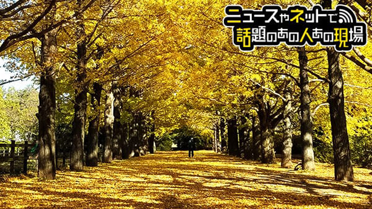 金色のトンネル イチョウ並木（Gingko Trees in Tokyo）