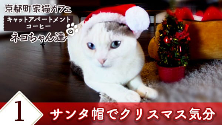 ＃1 サンタ帽でクリスマス気分 / 京都町家猫カフェ キャットアパートメントコーヒー