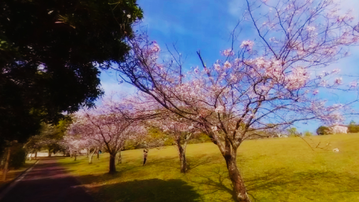 【4K360】MIYAZAKI桜VR～天孫降臨の地 宮崎の桜の名所を巡る～：1枚目