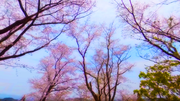 【4K360】MIYAZAKI桜VR～天孫降臨の地 宮崎の桜の名所を巡る～：2枚目
