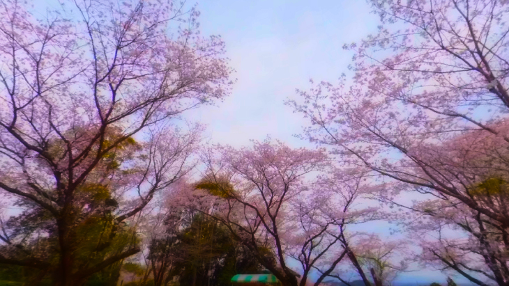 【4K360】MIYAZAKI桜VR～天孫降臨の地 宮崎の桜の名所を巡る～：3枚目