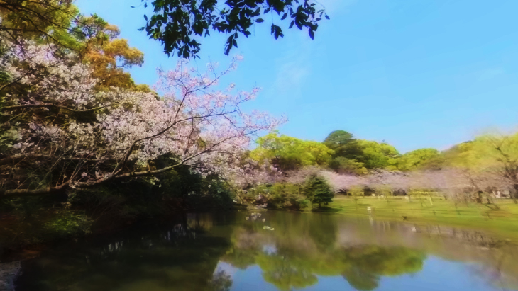 【4K360】MIYAZAKI桜VR～天孫降臨の地 宮崎の桜の名所を巡る～：4枚目