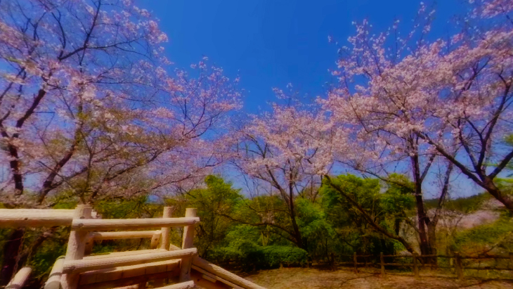 【4K360】MIYAZAKI桜VR～天孫降臨の地 宮崎の桜の名所を巡る～：5枚目