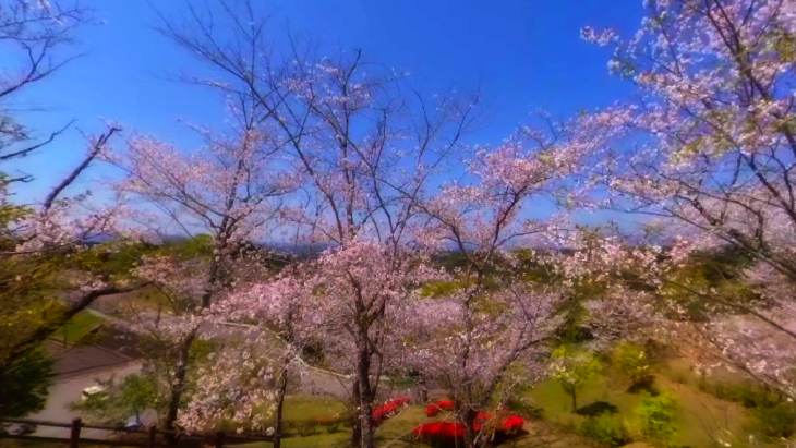 【4K360】MIYAZAKI桜VR～天孫降臨の地 宮崎の桜の名所を巡る～：6枚目