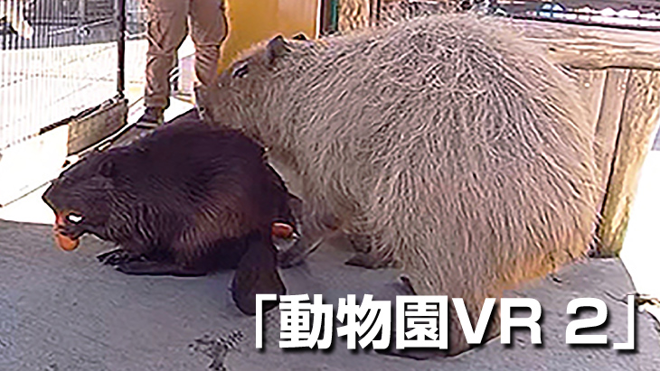 【無料】動物園VR 2