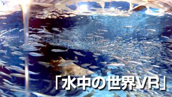 【無料】水中の世界